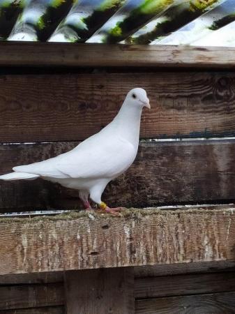 Image 6 of PURE WHITE RACING PIGEON FOR SALE