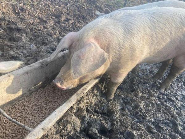 Image 1 of 1 year old Welsh Pedigree Boar for sale