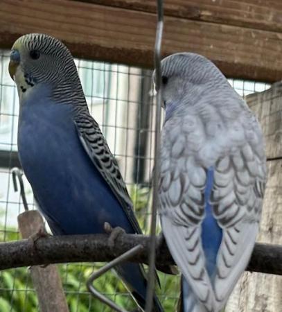 Image 4 of Two male  baby budgies for sale