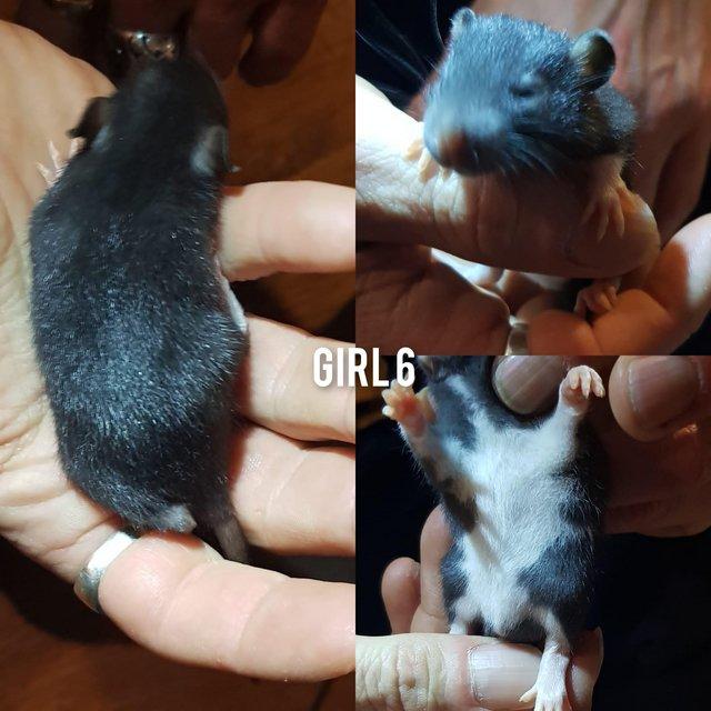 Preview of the first image of Female rat babies!!!!!!!!*******.