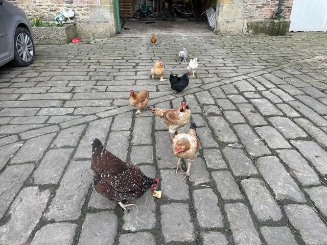 Preview of the first image of Hens for sale ,happy and healthy.