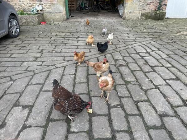 Image 1 of Hens for sale ,happy and healthy