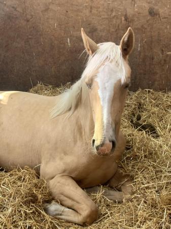 Image 2 of For sale beautiful palomino filly