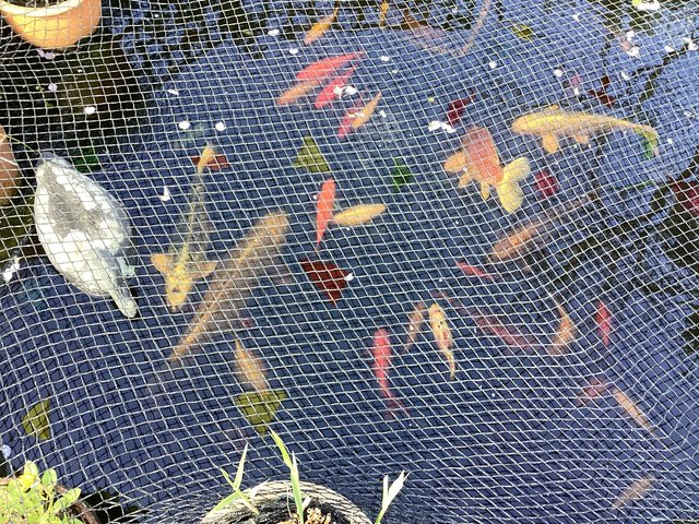 Preview of the first image of POND FISH: KOI, 80 other FISH POND PUMP AND FILTER.
