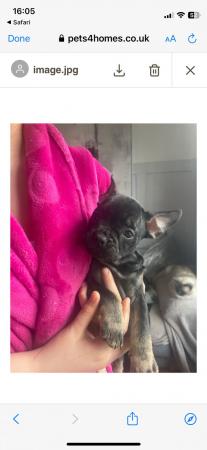 Image 2 of FRENCH BULLDOG PUPPYS LAST TWO PUPS LEFT