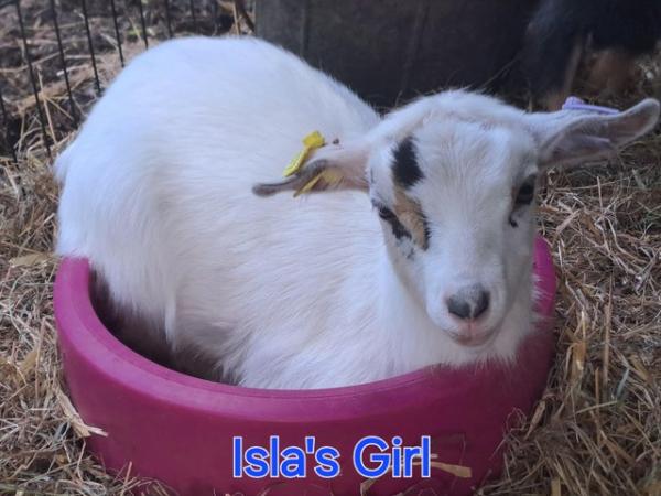 Image 10 of Disbudded pygmy goat kids