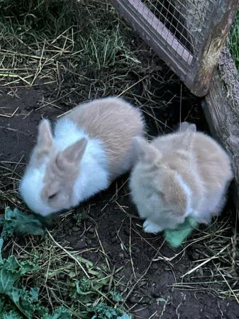 Image 3 of 3 and 4 month old lion head rabbits (1 girl and 2 boys left