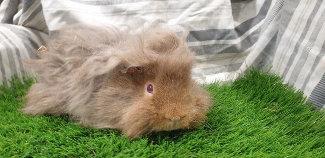 Image 7 of I have for sale Boar (Male) Guinea Pigs