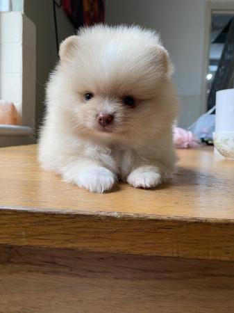 Image 5 of Teddy face Pomeranian puppies