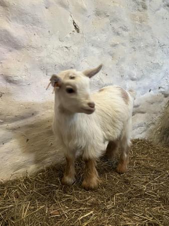 Image 6 of Beautiful female Pygmy goat kids - fully registered.