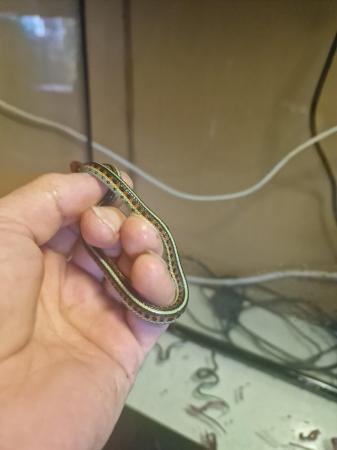 Image 4 of 5 week old californian red sided garter snakes