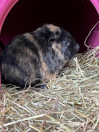 Image 4 of beautiful young male guinea pigs
