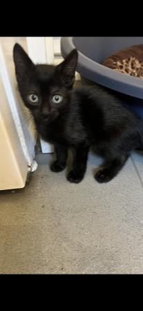 Image 2 of 9week old black male kitten
