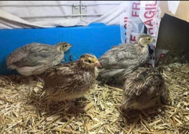 Image 25 of QUAIL HATCHING EGGS/4 BREEDS !
