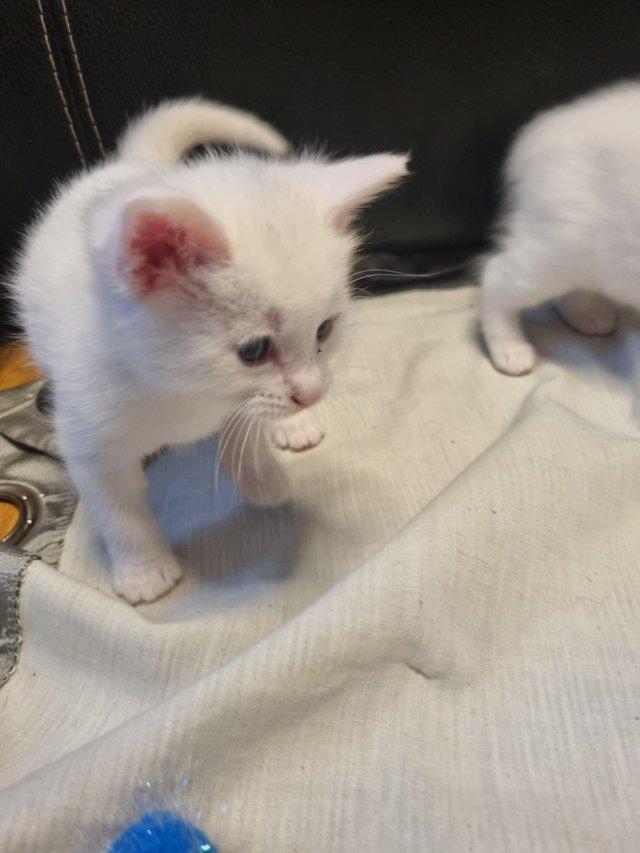 Preview of the first image of 5 week old turkish angora kittens.