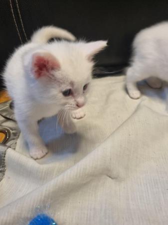 Image 1 of 5 week old turkish angora kittens