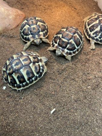 Image 5 of Baby Western Hermann’s Tortoise At Urban Exotics