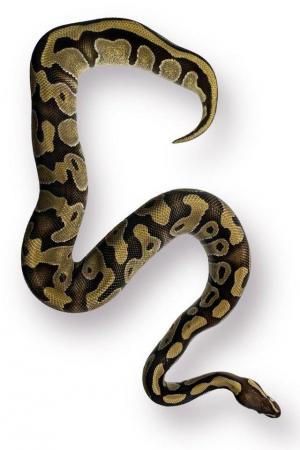 Image 3 of CB22 Female Enchi Mojave Royal Python