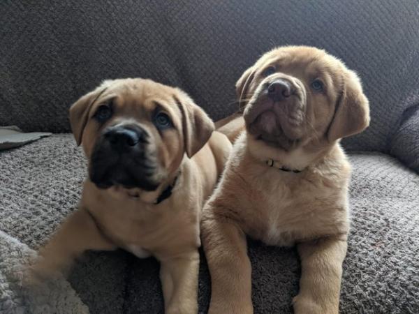 Image 11 of Large mix breed puppies for sale