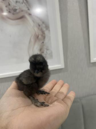Image 4 of Pure breed Silkie chicks USA and miniature