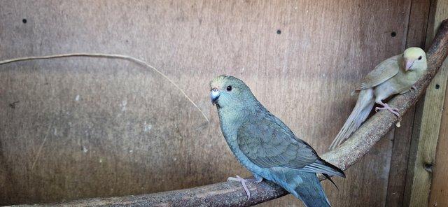 Preview of the first image of Kakariki, this year's young and proven birds..