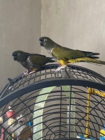 Image 3 of Bonded pair of Patagonian conures available