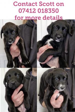 Image 1 of Black Lab x Collie-Lurcher Puppies, READY NOW