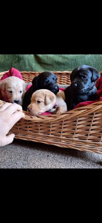 Image 10 of KC registered labrador puppies licenced breeder