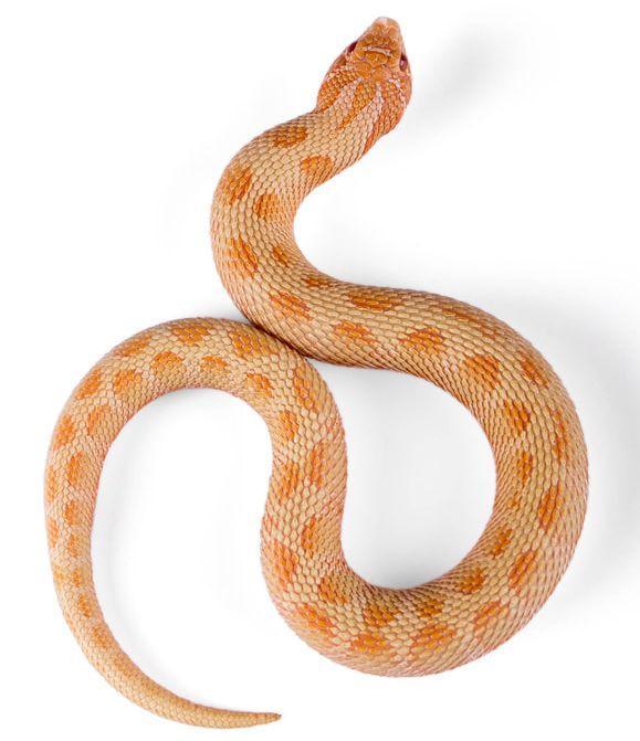 Preview of the first image of LOTS OF SNAKES AT GREAT PRICES Available now.