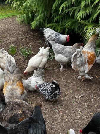 Image 17 of Chicks of various breeds and sizes