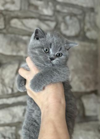 Image 5 of British Shorthair - GCCF Registered with Champion lines
