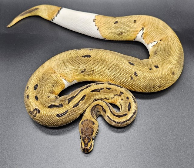 Preview of the first image of Royal/ Ball pythons available Adults/ Hatchlings from £35.