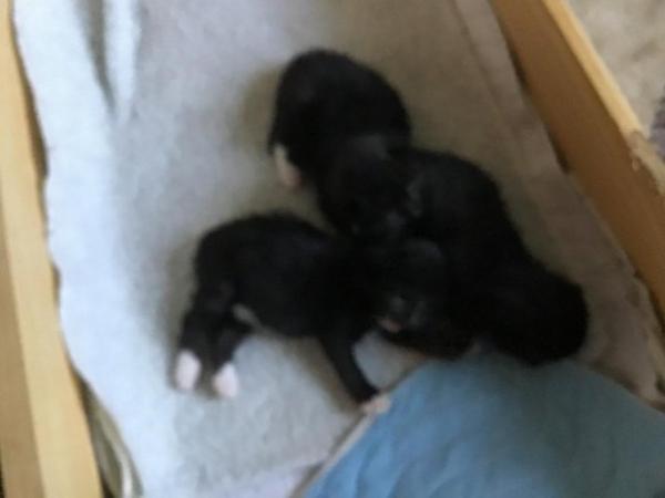 Image 3 of Three beautiful baby kittens