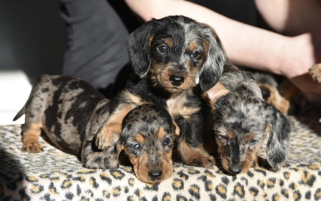 Image 3 of They're ready to leave - Outstanding dachshund litter