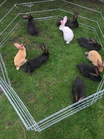 Image 5 of Black Continental Giant Rabbit