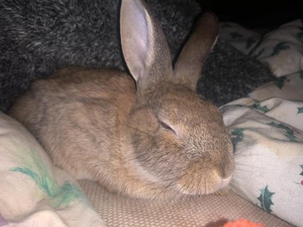 Image 1 of 5 month old brown/grey bunny