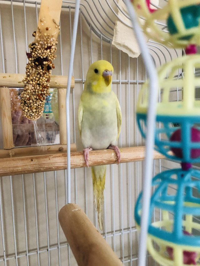 Preview of the first image of 3 month old Yellow Budgie.