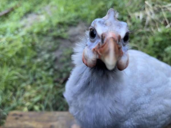 Image 5 of 3 male guinea fowl - 6 months old