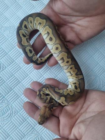 Image 1 of Male royal ball python for sale.