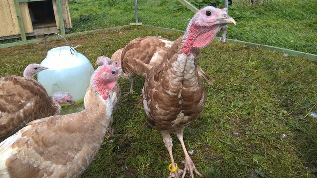 Preview of the first image of 6 x Bourbon Red Turkey Hatching Eggs.