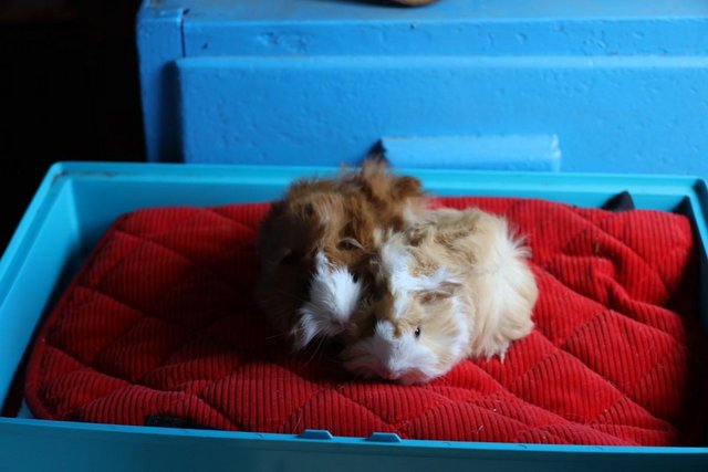Image 2 of 2 Peruvian cross Satin Boars and 1 sow. Guinea Pigs.