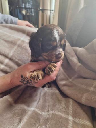Image 14 of Cocker spaniel puppies for sale