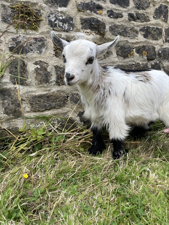Preview of the first image of Pygmy billy goat kid ready to leave.