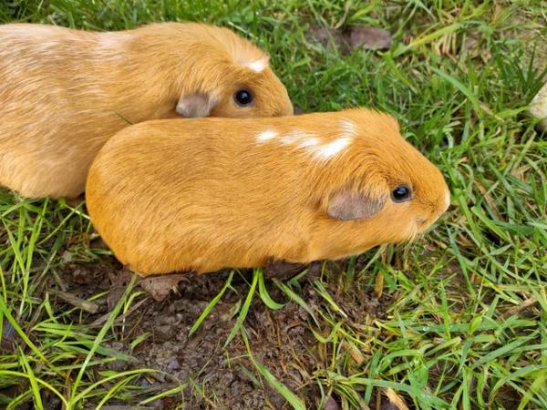 Image 3 of Guinea pigs for sale- Mum & daughter
