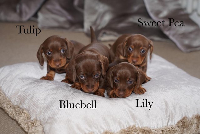 Image 2 of 5 Star KC Reg Chocolate Miniature Dachshund Puppies