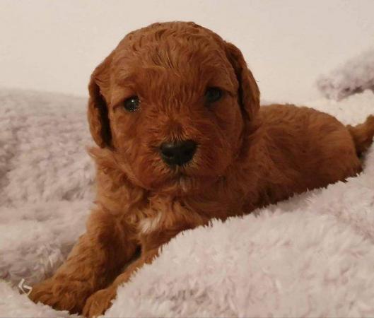 Image 6 of Proven Red Toy Poodle Stud Dog (Health Tested)
