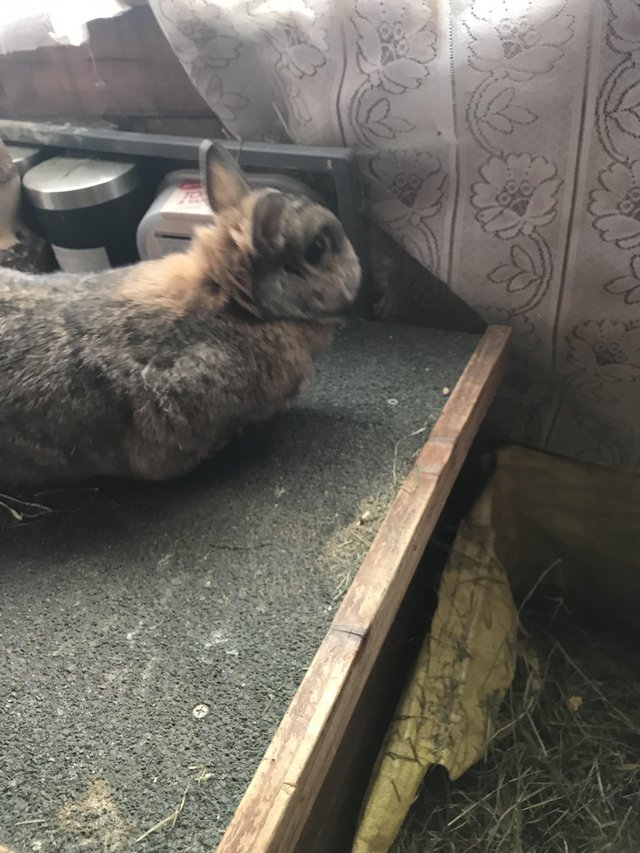 Preview of the first image of 2 years old female netherland dwarf rabbit.