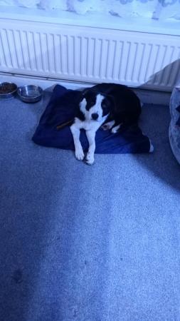 Image 1 of 10 month old border collie cross American bulldog