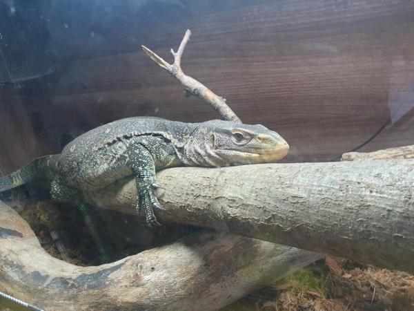 Image 3 of Wanted reptiles and animals for rehoming free