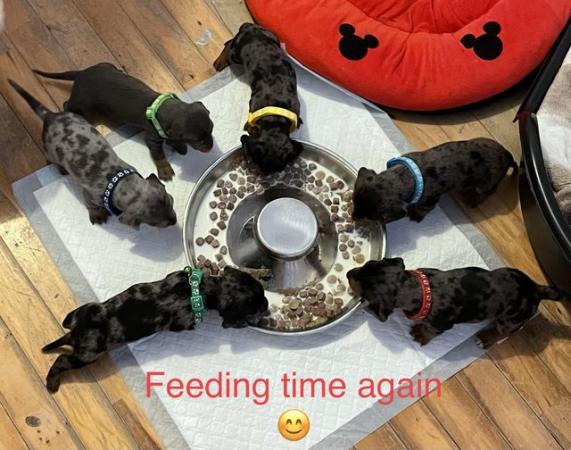Image 5 of 6 beautiful Dachshund puppies , dapples and Isabella